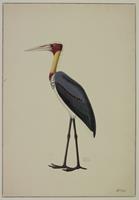 Figures peintes d'oiseaux [et de reptiles], envoyées de l'Inde par Duvaucel et Diard